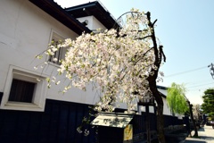 瀬戸川の枝垂れ桜