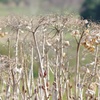 紫陽花の芽吹き