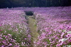 花道