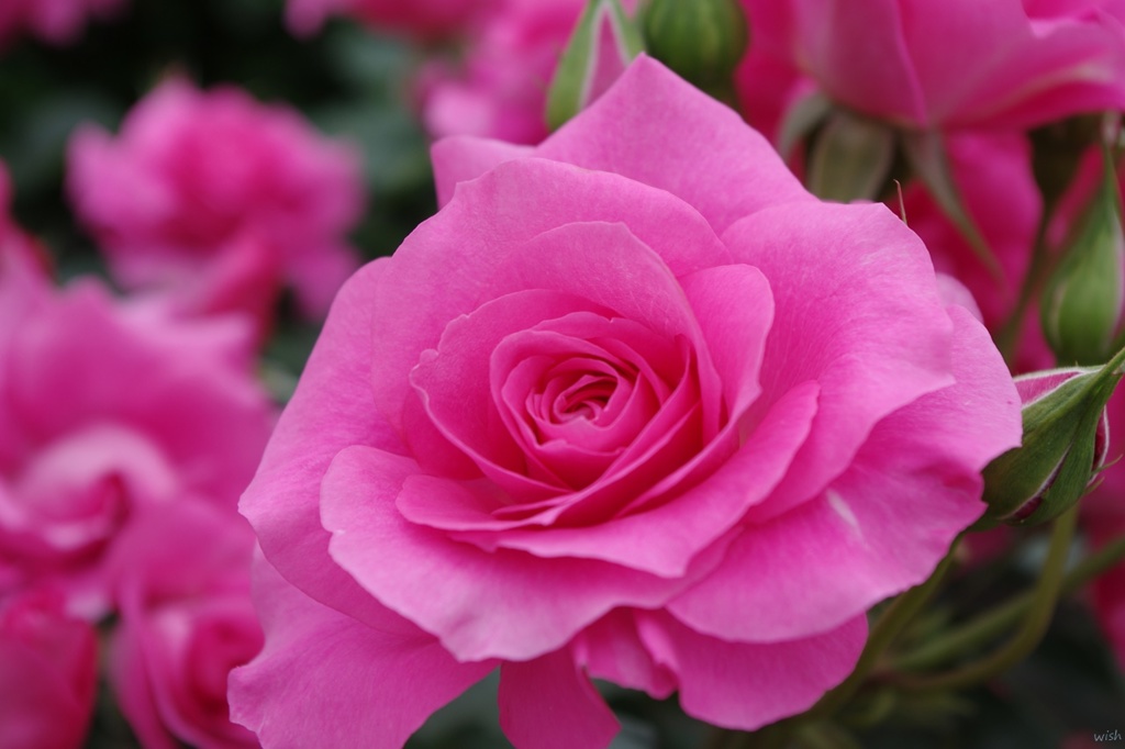 Pink  Rose 2 