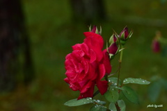 Red　Rose