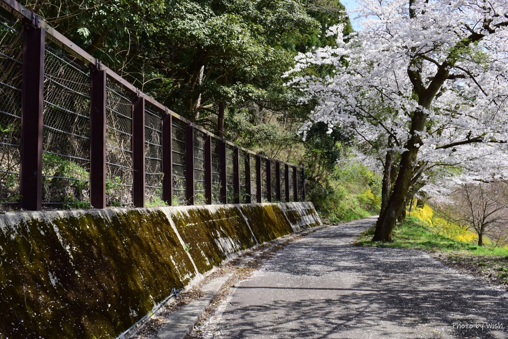 花びらが彩る歩道