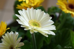 白花