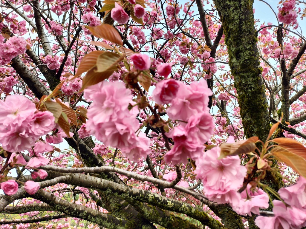 八重桜
