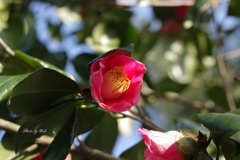 山茶花