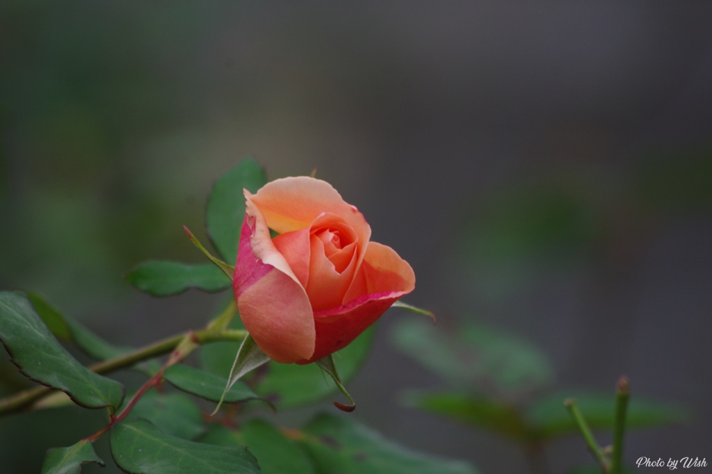 晩秋の薔薇