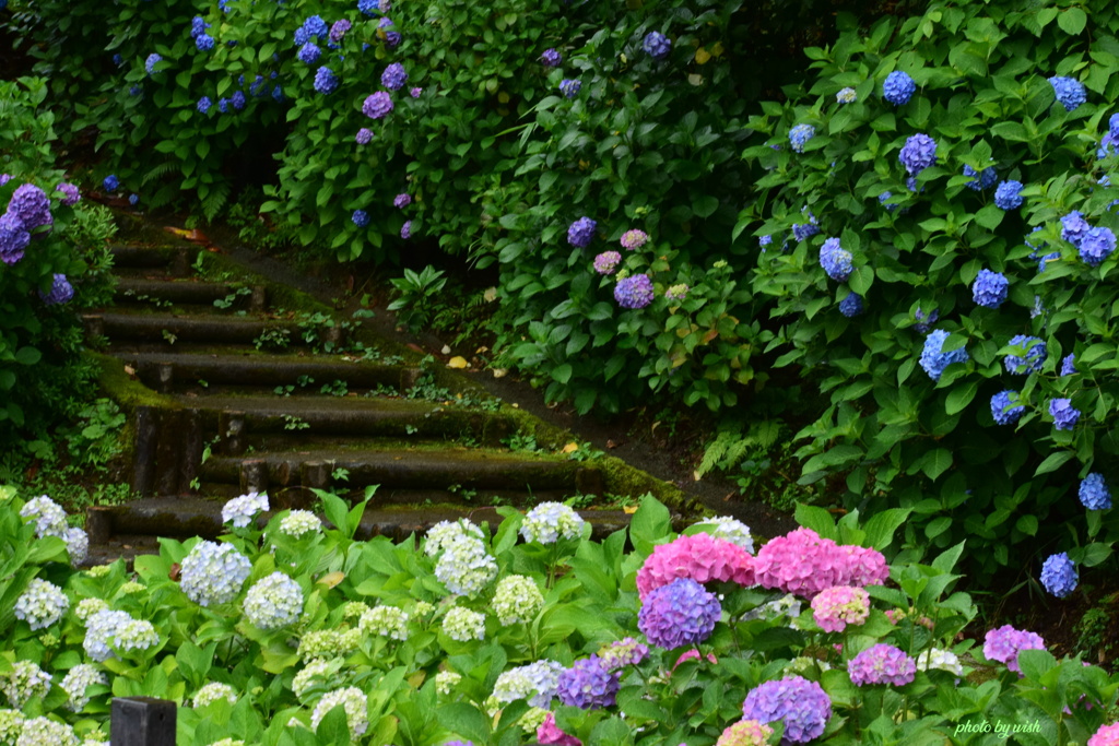 紫陽花　階段