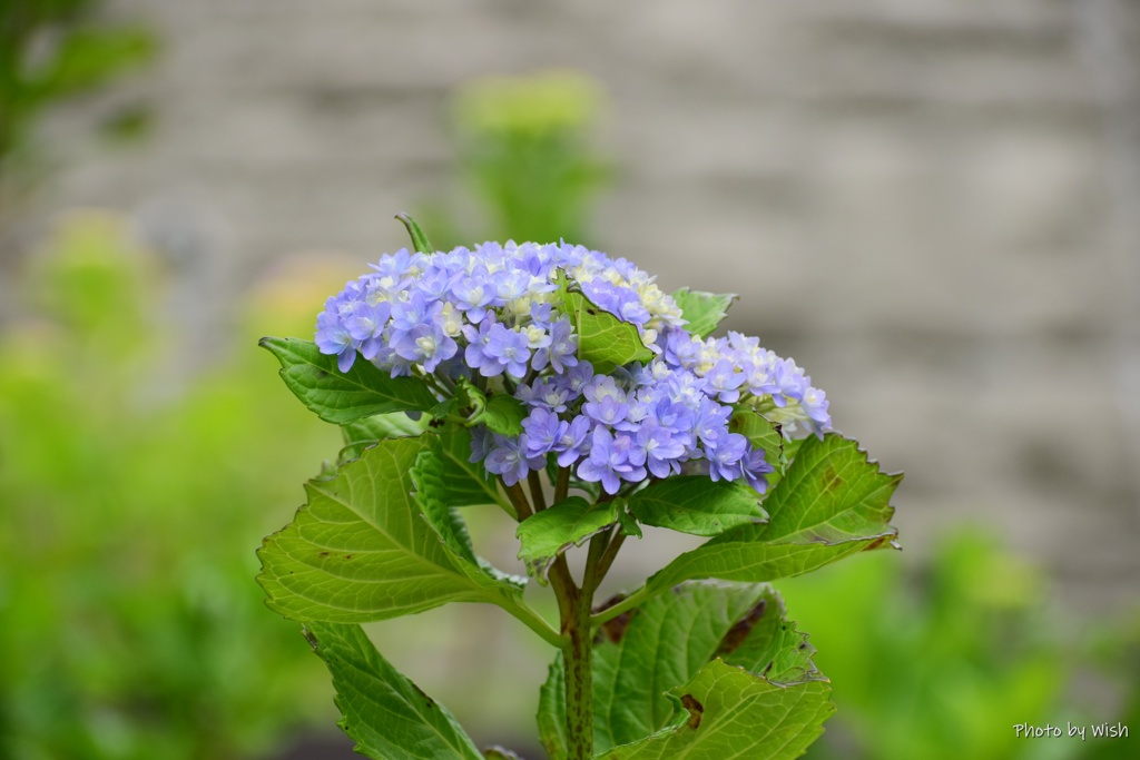  hydrangea