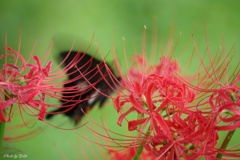 彼岸花と黒蝶