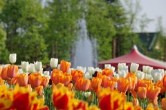 2017 Tulip 