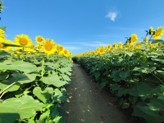迷路の一部