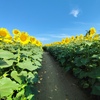 迷路の一部