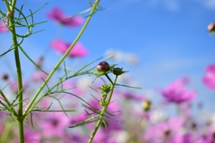 開花待ち