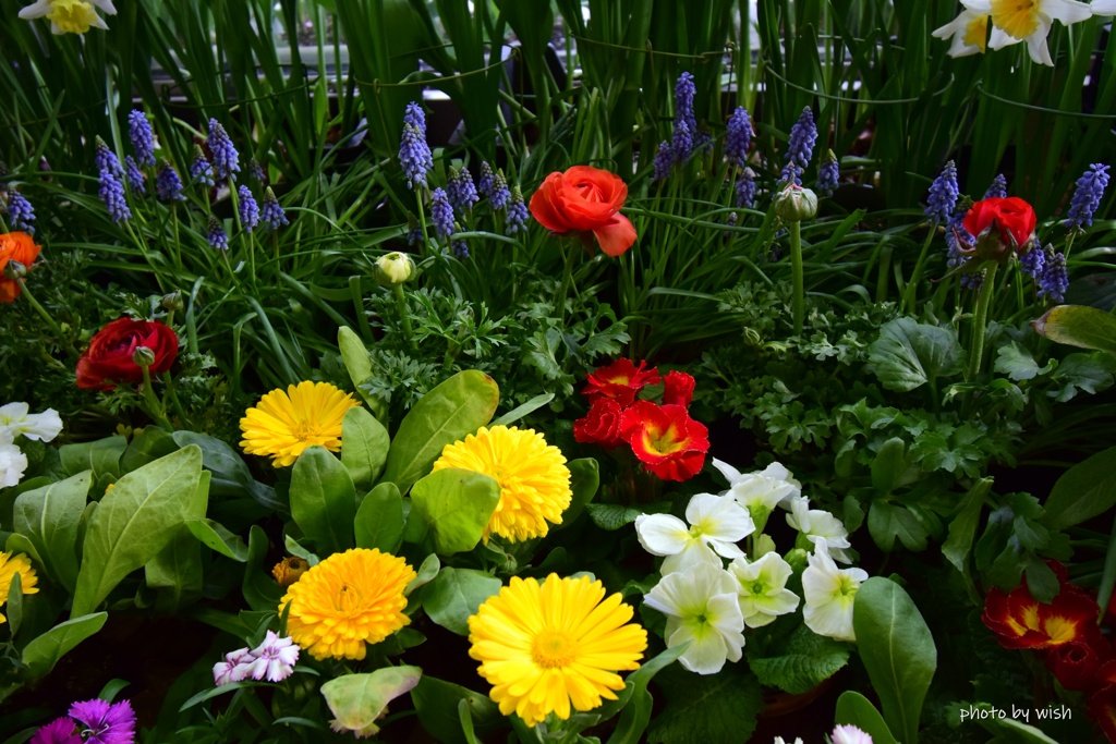 春に咲く鮮やかな色どり