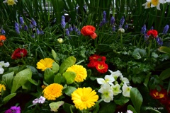 春に咲く鮮やかな色どり