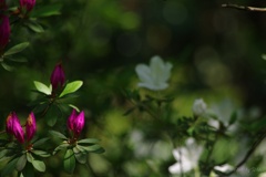 木漏れ日の蕾