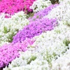 芝桜