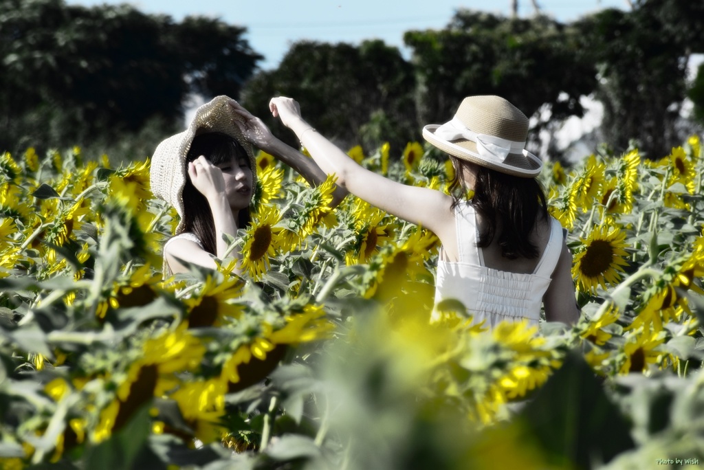 夏の記憶