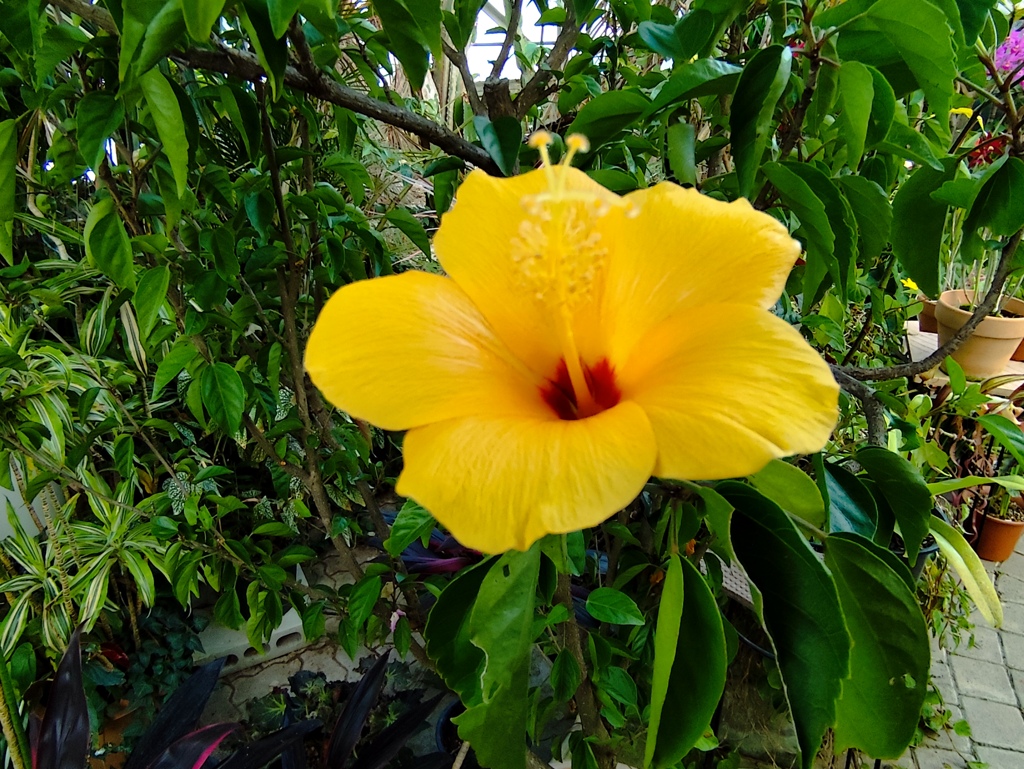 温室に咲く花