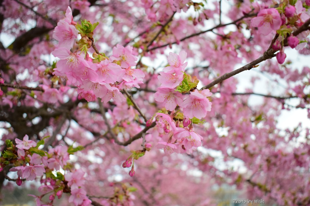 河津桜