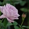 秋薔薇：薄紫の色