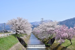 河川に咲く桜並木