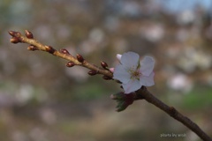 十月桜の枝に咲く