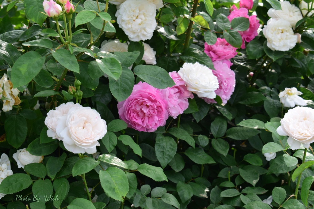 white　x　pink