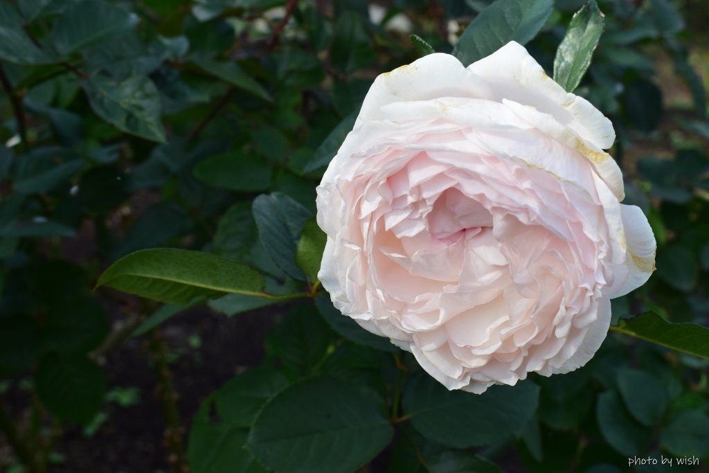 11月の薔薇