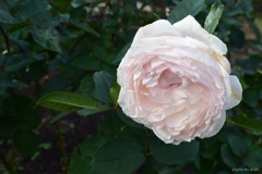 11月の薔薇