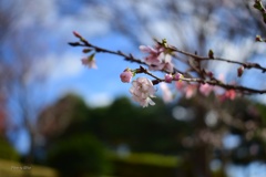 晩秋の十月桜