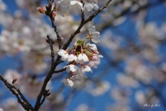 桜咲く