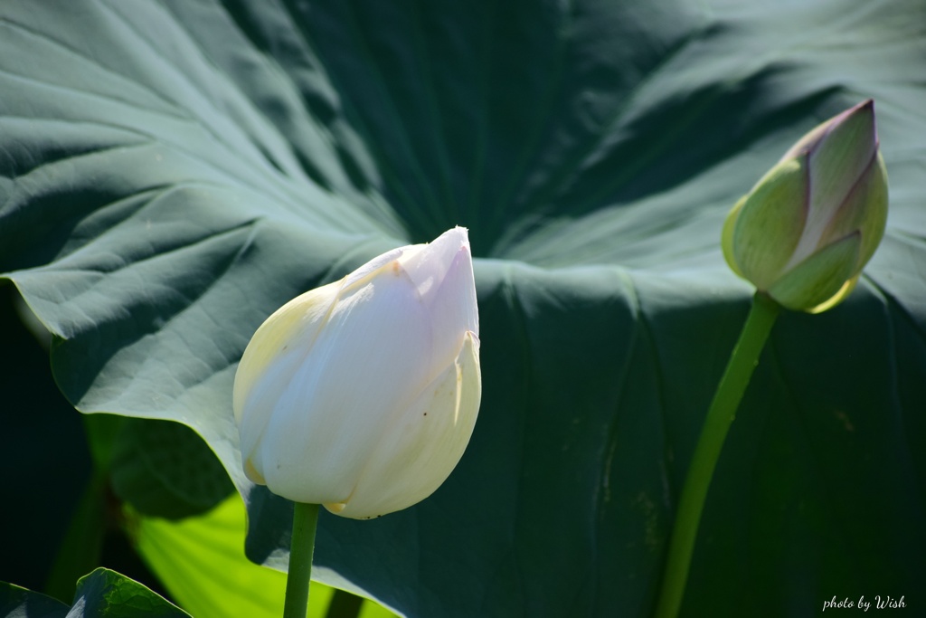 蓮根の白花
