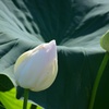 蓮根の白花