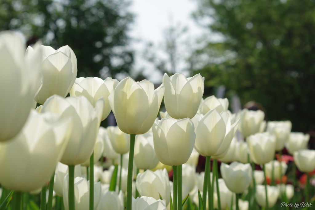 White Tulip 
