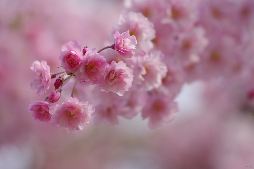 枝垂れ桜