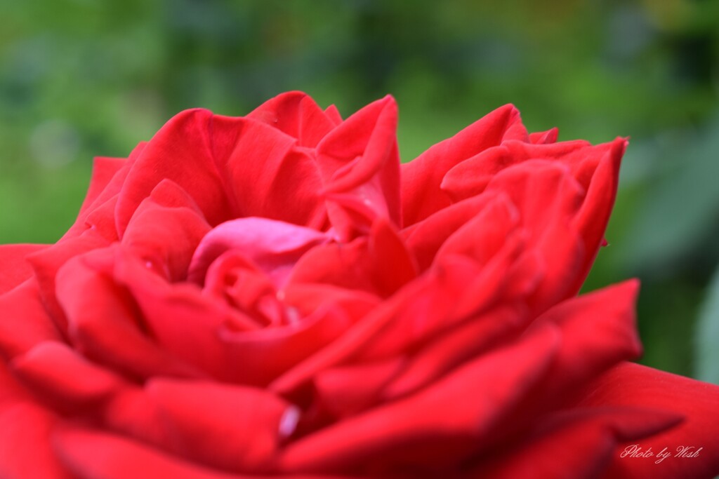 6月の薔薇