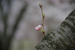 蕾の胴咲き