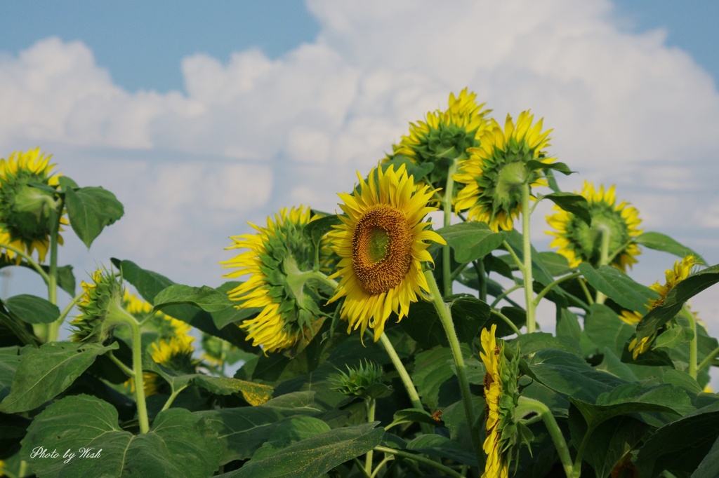夏色