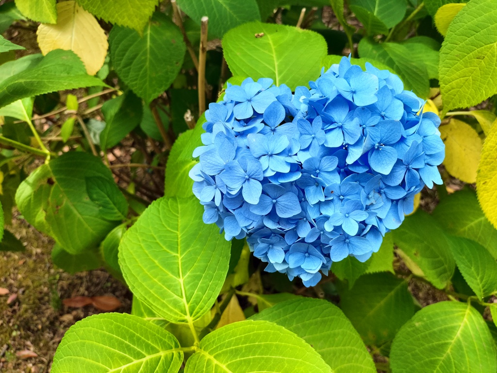 ブルー♡