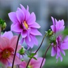 dahlia