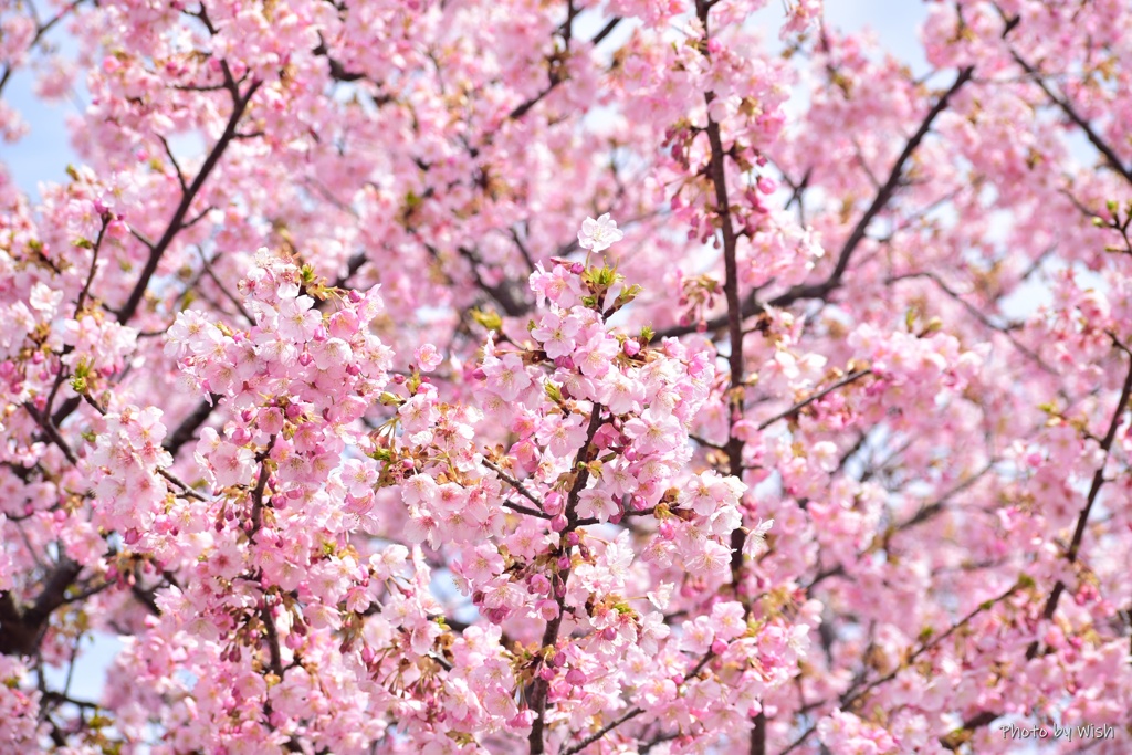 満開の河津桜