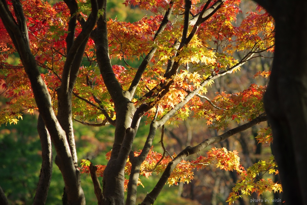 3年前の秋晴れ紅葉