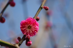 紅梅
