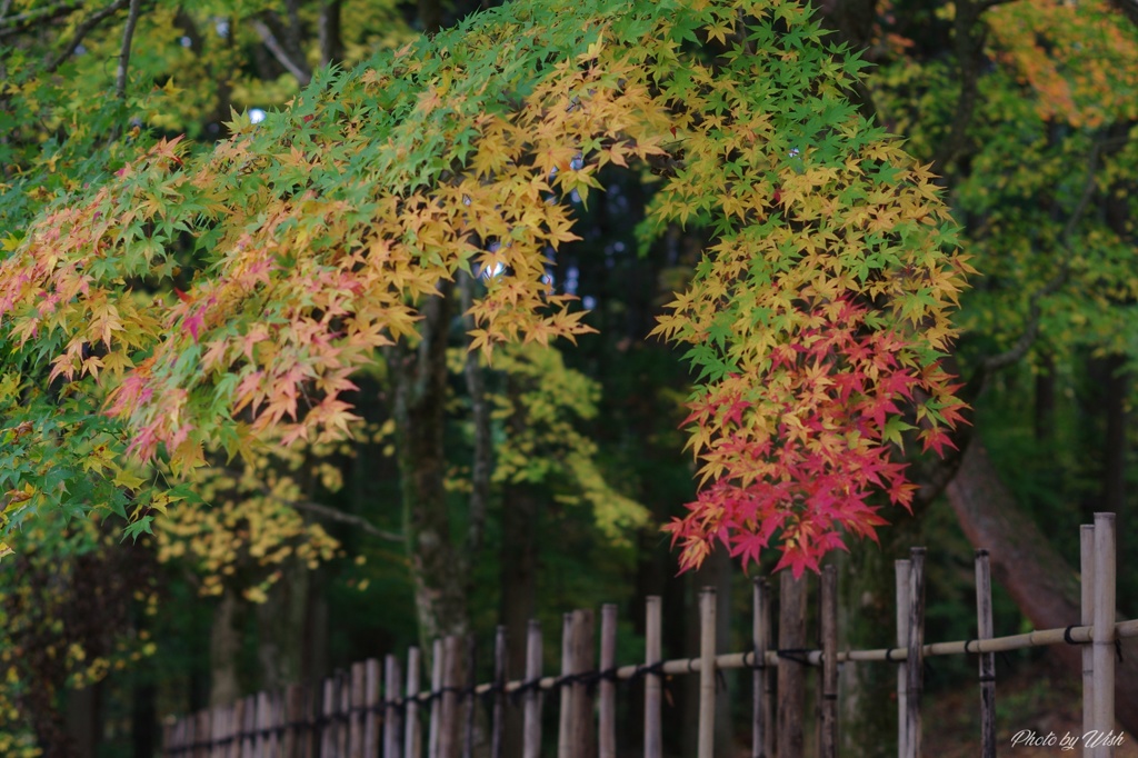 紅葉の彩