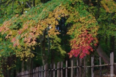 紅葉の彩