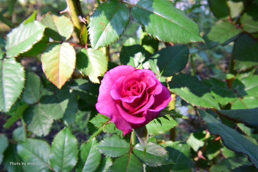秋薔薇
