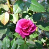 秋薔薇