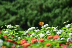 花畑