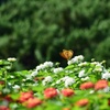 花畑